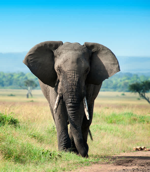 Animal before background removal