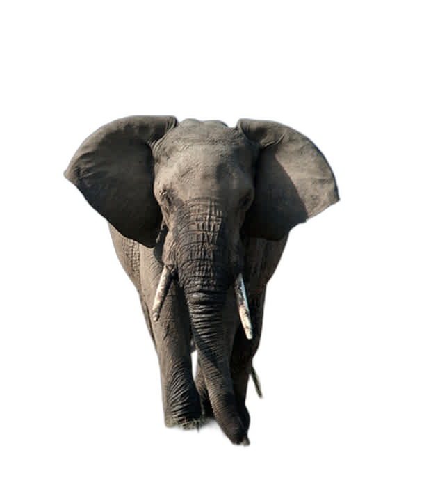 Animal background removed - transparent PNG