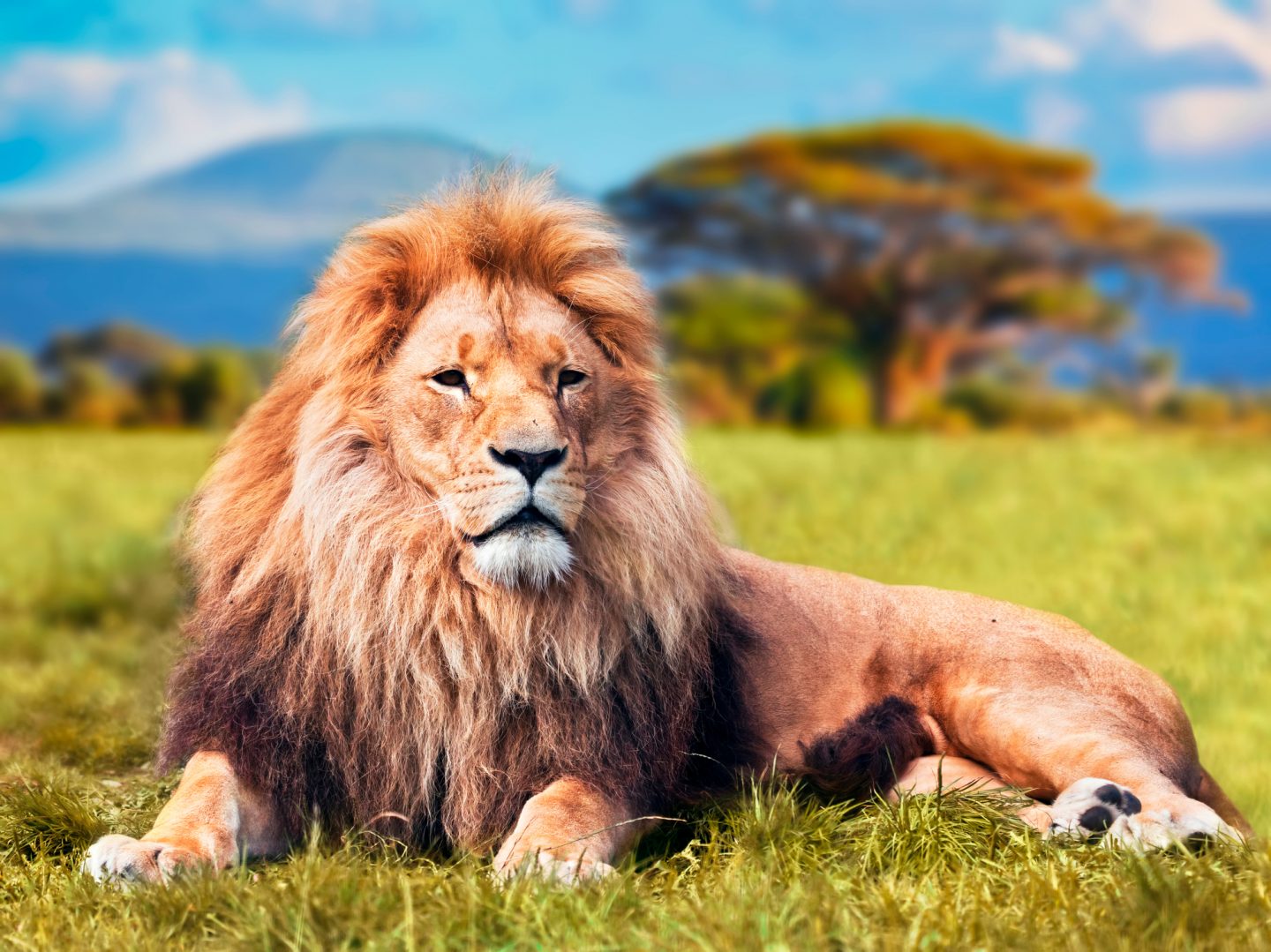 Animal before background removal