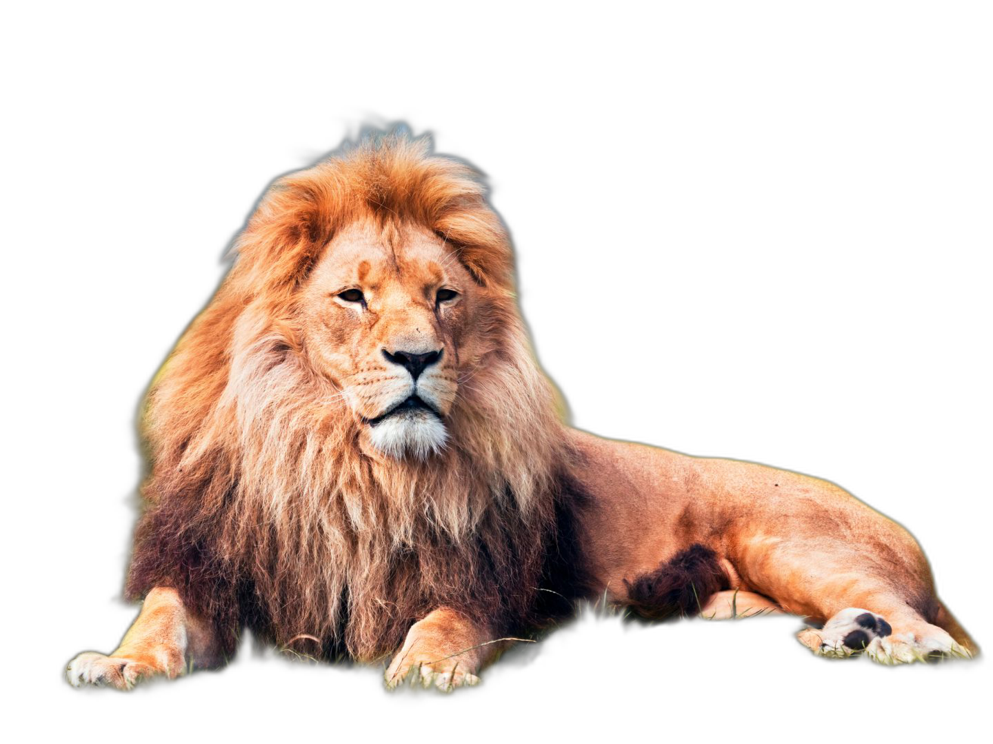 Animal background removed - transparent PNG